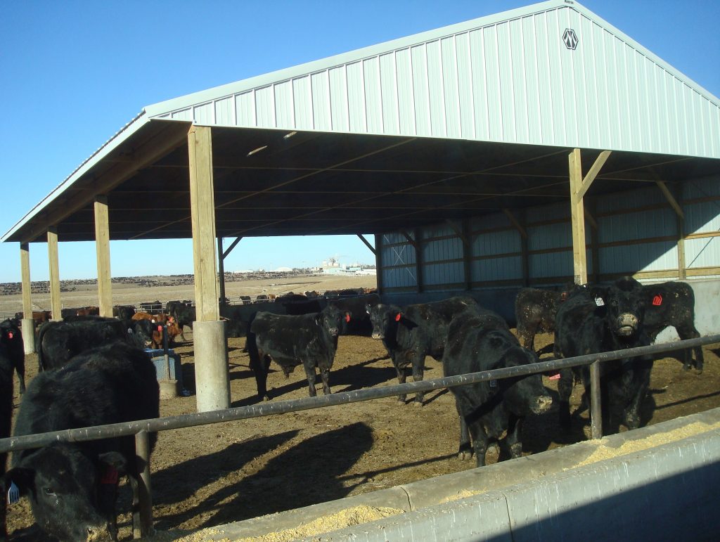Pioneer Feedlot Oakley, Kansas Agricultural Engineering